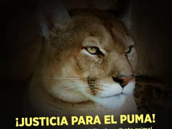Mataron un Puma para decorar la finca - TuBarco Noticias