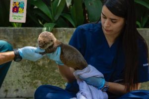 La Jornada on X: #DíaEnImágenes Esta nutria bebé fue encontrada abandonada  y llevada al zoológico de Cali. La nutria de río está en peligro de  extinción debido a la minería, la agricultura