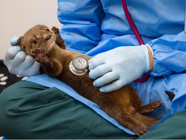 En fotos, así es la nueva vida de una nutria bebé en el zoológico de Cali