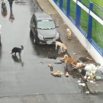 El problema con las basuras en Pasto: la gente las saca a destiempo, recicladores rompen las bolsas ¿y EMAS falla en el servicio? - Noticias de Colombia