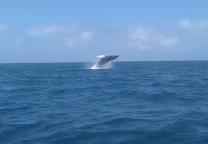 Ya llegaron las ballenas a la costa de Nariño, viajaron desde la Antártida y habría más de 1.000 ejemplares