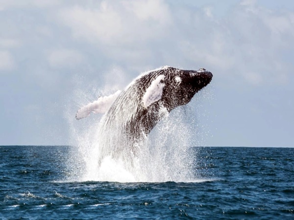 Ya llegaron las ballenas a la costa de Nariño, viajaron desde la Antártida y habría más de 1.000 ejemplares