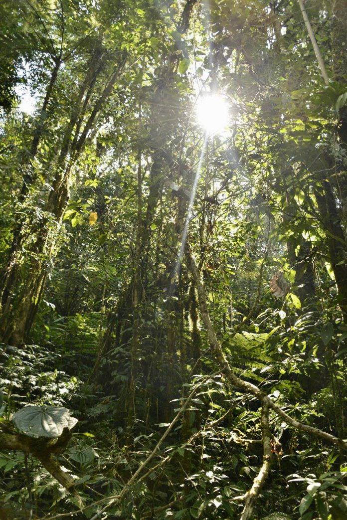 “Bosque Pacífico”, para enfrentar la deforestación en Chocó, Valle, Nariño y Cauca | Noticias de Buenaventura, Colombia y el Mundo