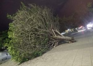 Árboles en Pasto derribados por fuertes vientos, “no hay mantenimiento” denuncian - Noticias de Colombia