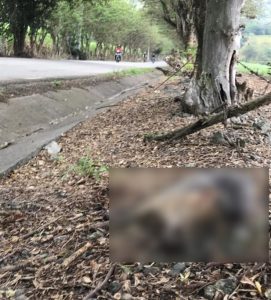 Ardillas, conejos y zorros están siendo atropellados en La Buitrera, Palmira; piden instalar reductores de velocidad