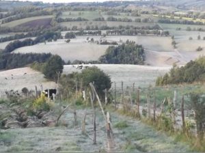Otro ‘golpe’ al agro: heladas destruyeron cultivos de cinco municipios de Nariño - Noticias de Colombia