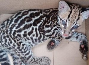 En Nariño rescataron un leopardo, pero tiene múltiples fracturas y malformaciones producto del maltrato - Noticias de Colombia