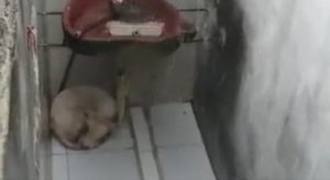 Rescatan a Toby, perro que pasó aguaceros en un pequeño patio en Soledad, Atlántico - Noticias de Colombia