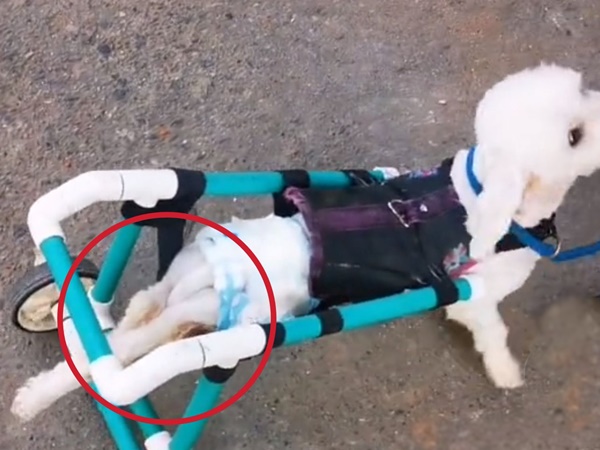 Creatividad en Nariño: con tubos PVC le diseñaron prótesis a canino para mejorar su calidad de vida