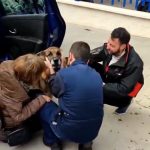 Dico, el perro que se reencontró con su familia en Granada España