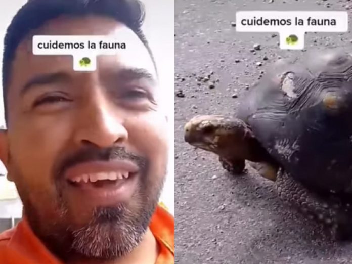 La vida de una tortuga en la carretera también vale: camionero se detuvo para ayudar al animal