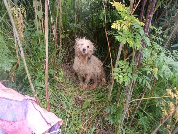 Ipiales: metieron a perro vivo dentro de un costal y lo abandonaron en los matorrales
