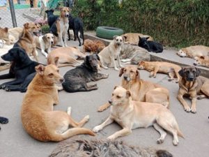 A fundación de Ipiales le entregarán un lote en comodato para refugiar a los perritos abandonados