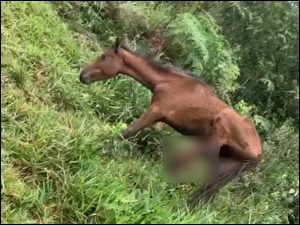 Llegaron a atenderlo pero no sobrevivió: aplicaron "eutanasia compasiva" a caballo gravemente herido en zona rural de Jamundí | Noticias de Buenaventura, Colombia y el Mundo