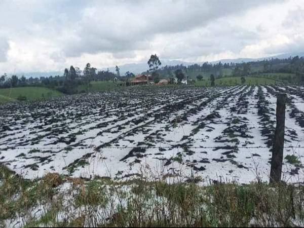 Ola invernal vuelve a golpear a los campesinos del sur Nariño, cayó granizo y destruyó hectáreas de cultivos