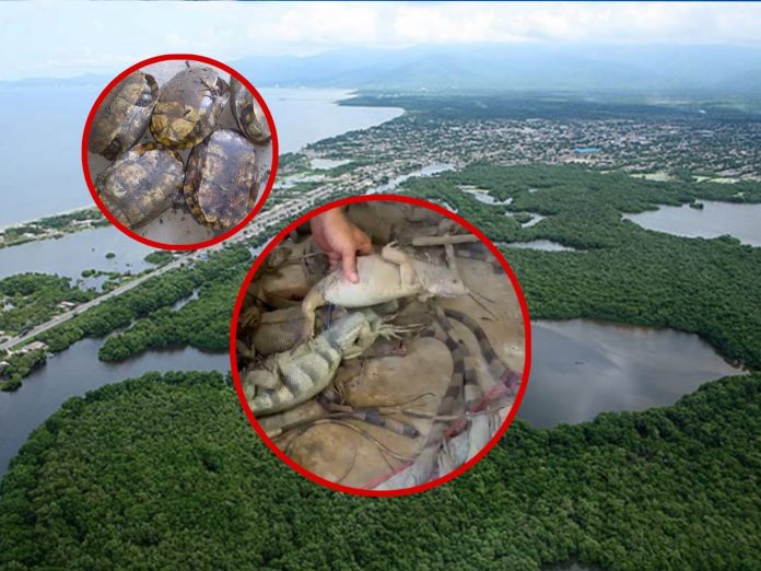 Listas para venderlas en Semana Santa: 1.500 tortugas y 200 iguanas cazadas ilegalmente, en el caribe colombiano