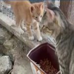 "Improvisó un refugio debajo de un puente": Una mujer lleva 14 años rescatando gatos abandonados en Cartagena