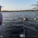 ¿Cisnes en un lago con babillas?, a gobernadora del Atlántico le reclaman: "Nos va a pasar facturas ecológicas altísimas"
