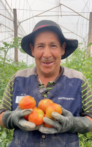 Tomates directamente del campo en Bogotá, en la "gran tomatón" 