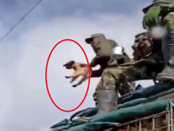 Condenan a 36 meses de prisión al soldado que grabó cuando lanzaban a perrita desde base militar en Nariño