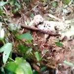 Con la campaña "En la Piel del Jaguar", buscan proteger esta especie en Colombia
