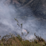 Por el incendio forestal en Yotoco, algunas especies de animales murieron