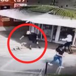 En medio de una pelea, sujeto le causo heridas de gravedad con un machete a un perro en Popayán