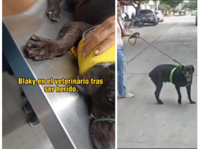 El sobreviviente Blaky; el perro que adoptaron vecinos de una cuadra en Barranquilla