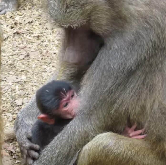 ¡Presentaron al bebé papión! en el Zoológico de Cali